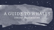 A Guide to Whales - Education A Guide to Whales - Education