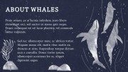 A Guide to Whales - Education A Guide to Whales - Education