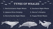 A Guide to Whales - Education A Guide to Whales - Education