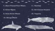 A Guide to Whales - Education A Guide to Whales - Education