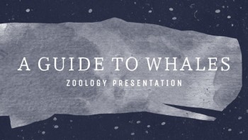 A Guide to Whales - Education