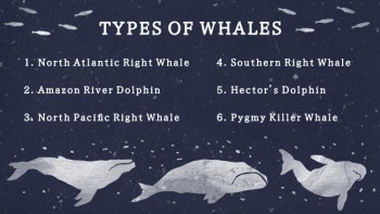 A Guide to Whales - Education A Guide to Whales - Education