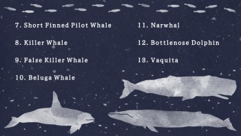 A Guide to Whales - Education A Guide to Whales - Education